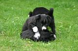 BORDER COLLIE 1478